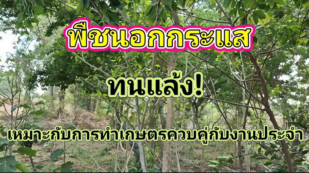 ผักหวานป่าพืชทนแล้งสร้างรายได้ยาวๆ #ผักหวานป่า #เกษตรผสมผสาน #เกษตรพอเพียง 