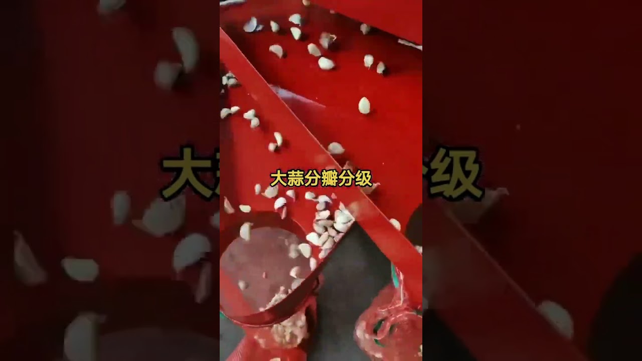 How to Break 2-3 tons Garlic Bulb to Cloves per hour with Garlic Separating and Grading Machine