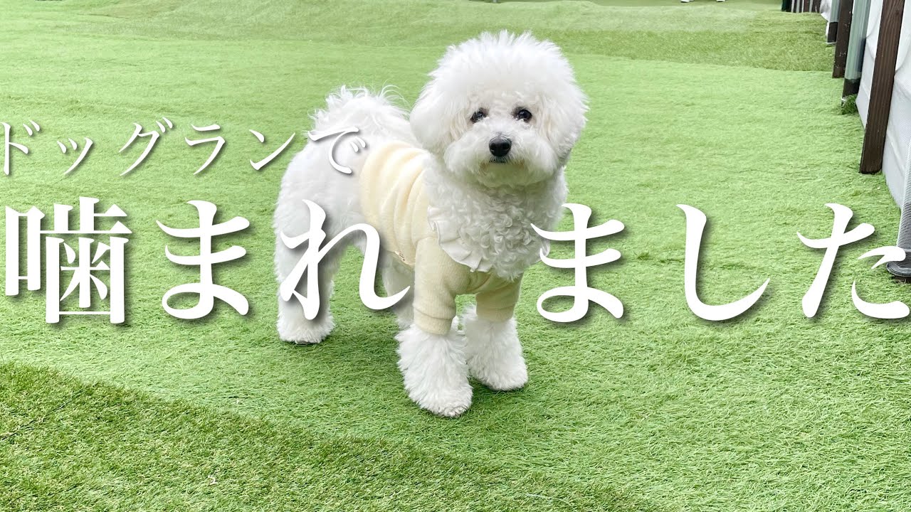 【悲しい報告】ドッグランで噛まれた話。犬を飼うみなさんはお気を付けください... ｜ ビションフリーゼ