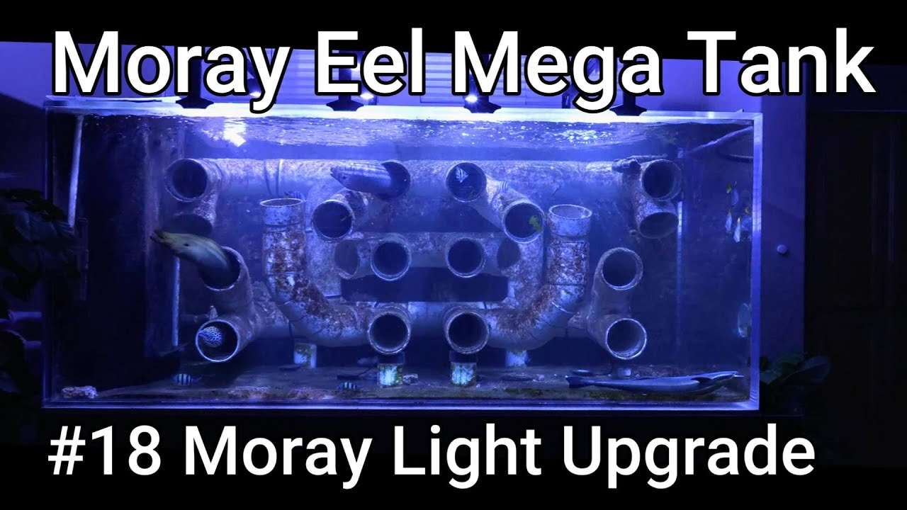 Moray Eel Mega Tank - 18 - Moray Light Upgrade