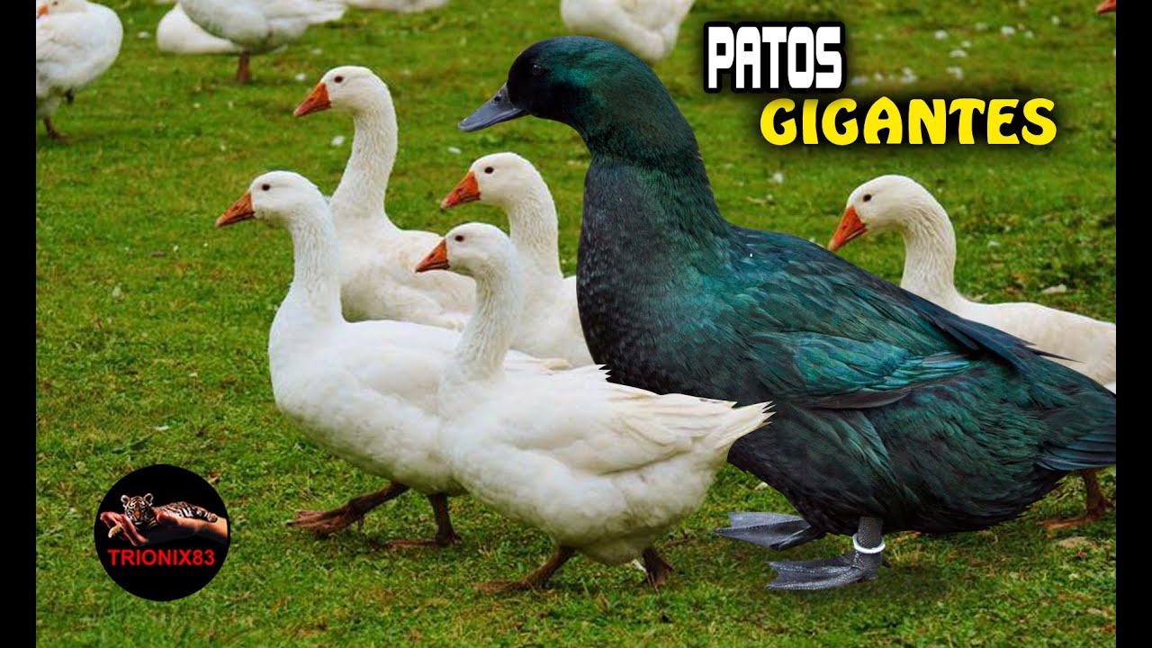 Todas las razas de patos domésticos del mundo