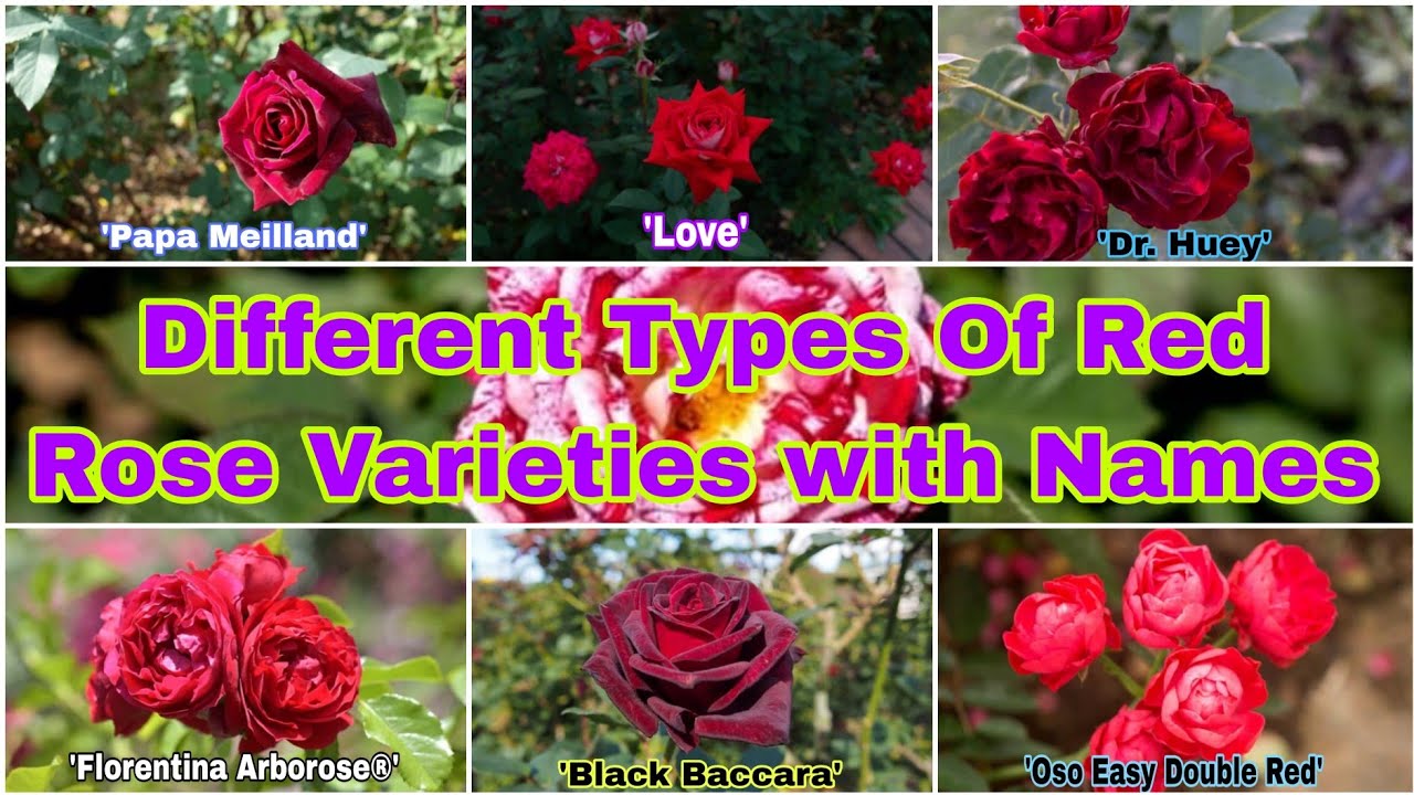 31 Different Types of Beautiful Red Rose Varieties with Names/Rose Flower Varieties with Name