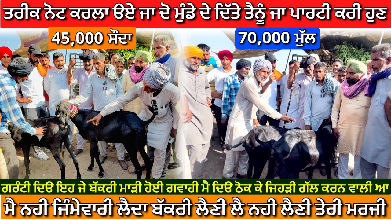 ਰਾਜੂ ਨੇ ਸਿਰੇ ਦੋ ਬੱਕਰੀਆ ਦਾ ਸੌਦਾ ਕਰਵਾਇਆ 45 ਹਜ਼ਾਰ ਚ #rajudirba #tungwalibakramandi #goatfarm