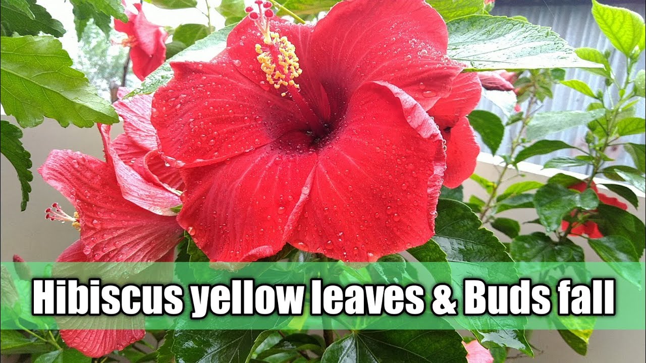 Hibiscus yellow leaves and bud drop || Care of Hibiscus Plant in Rainy Season ||