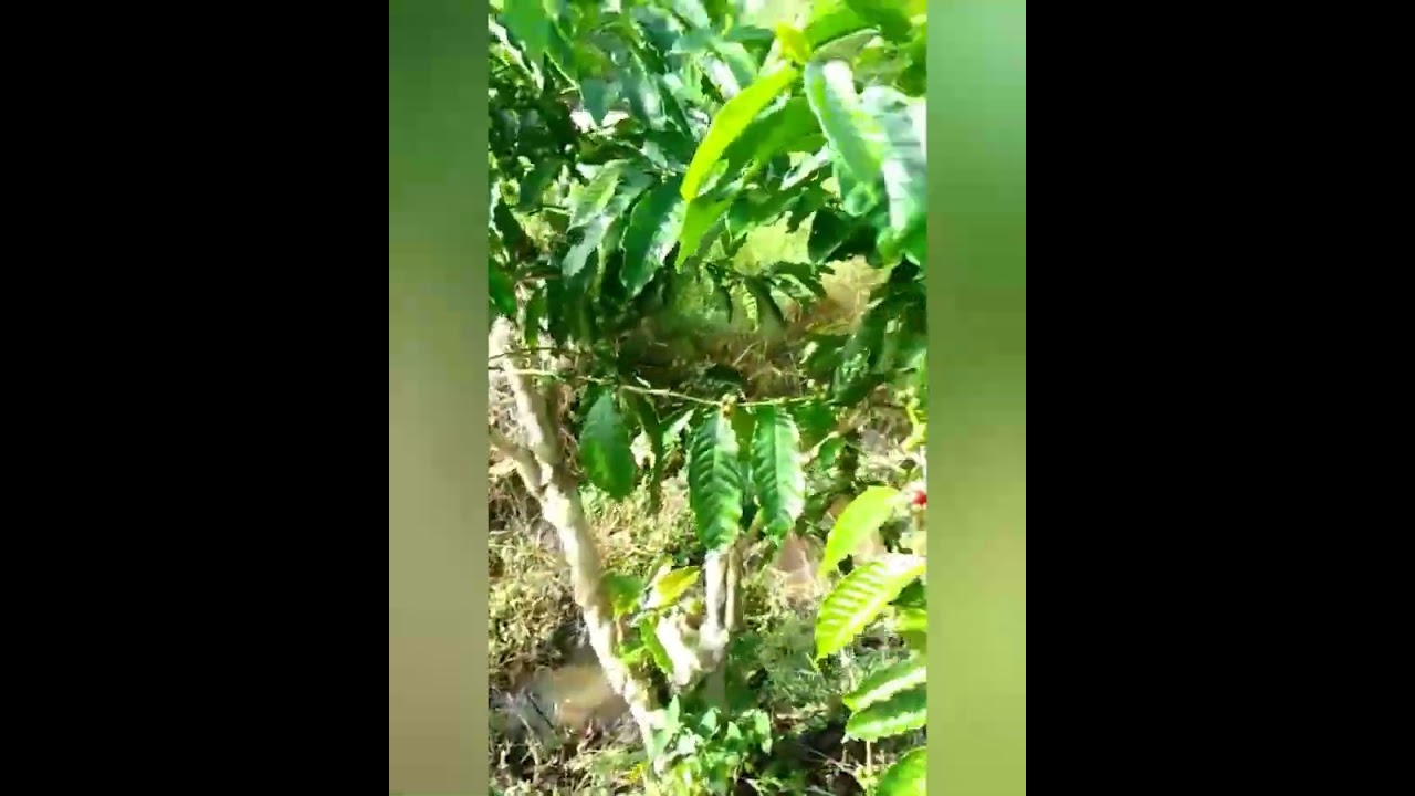 Rivew klon Komari di kebunya mas Samadi luar biasa lebat