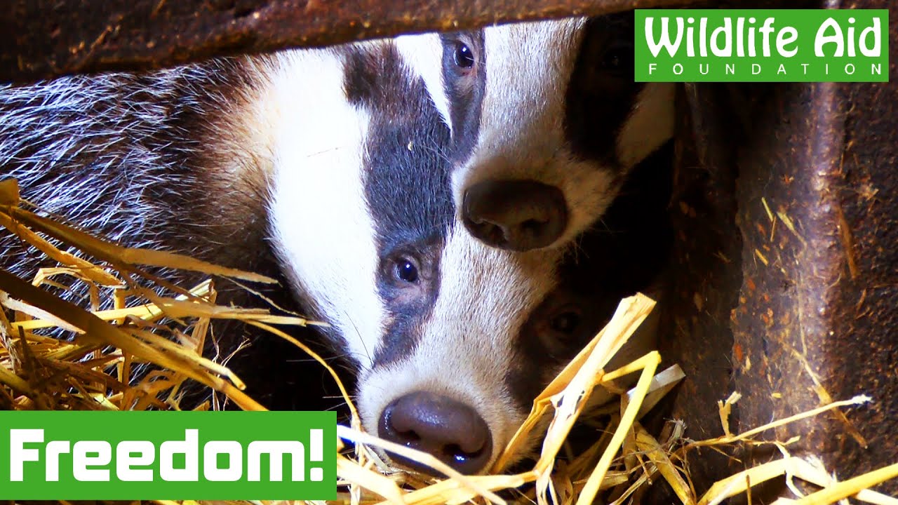 ORPHANED baby badgers get a second chance in the WILD!