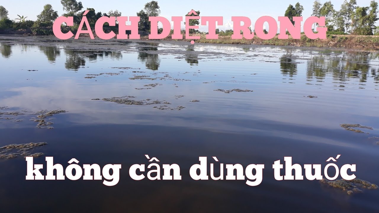 c&aacute;ch diệt rong trong vu&ocirc;ng t&ocirc;m hiệu quả kh&ocirc;ng cần d&ugrave;ng thuốc