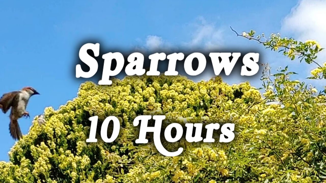 ▶️ Sparrows In The Tree Tops. Sparrows Bird Ambience. 10 Hours.  🌏