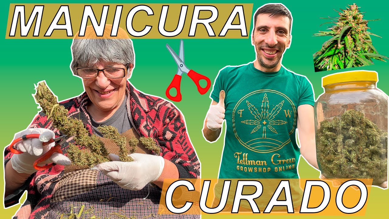 CANN4BIS - MANICURA Y CURADO