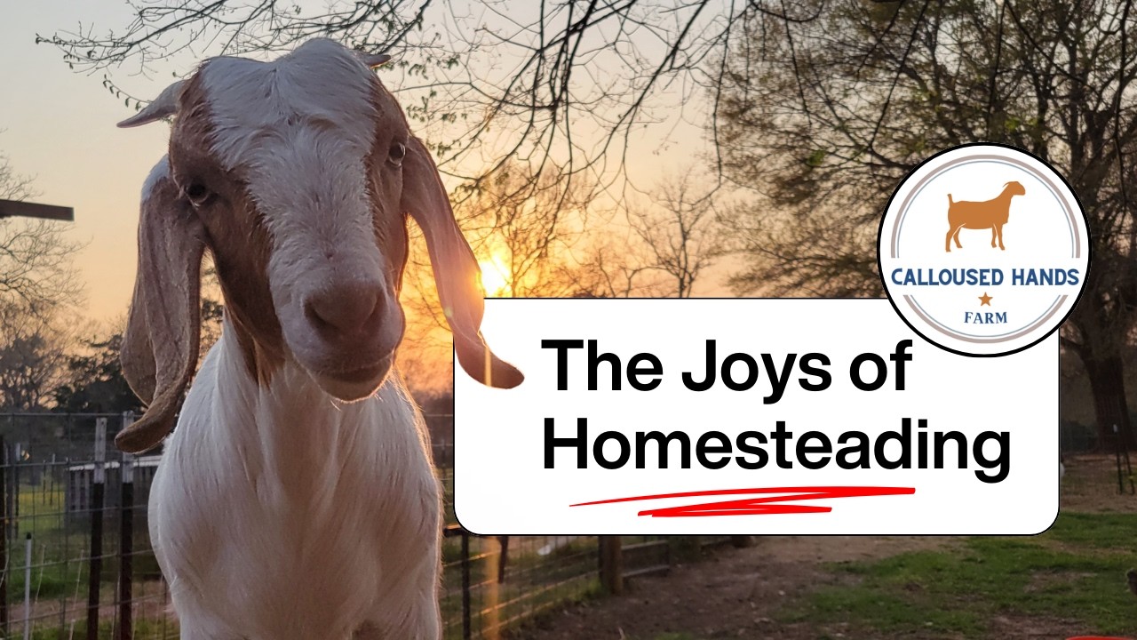 Homesteading is Wonderful (Especially on Days Like This)!