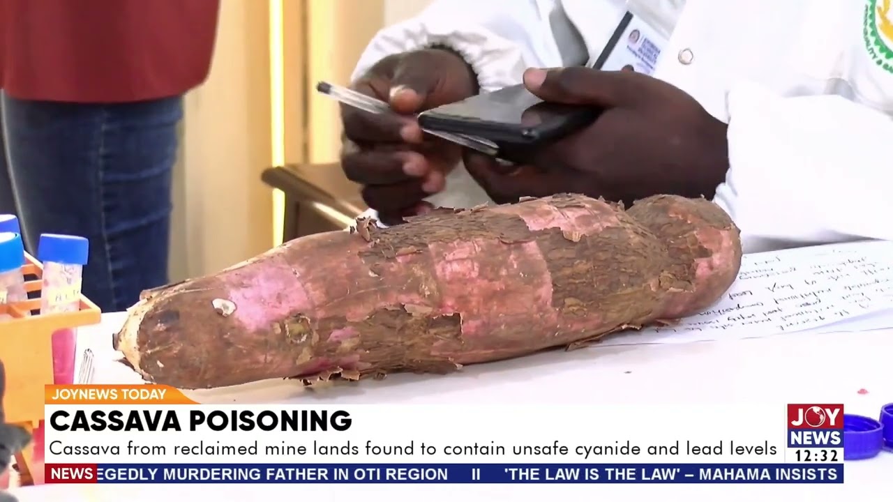 Cassava poisoning: Cassava from reclaimed mine lands found to contain unsafe cyanide and lead levels