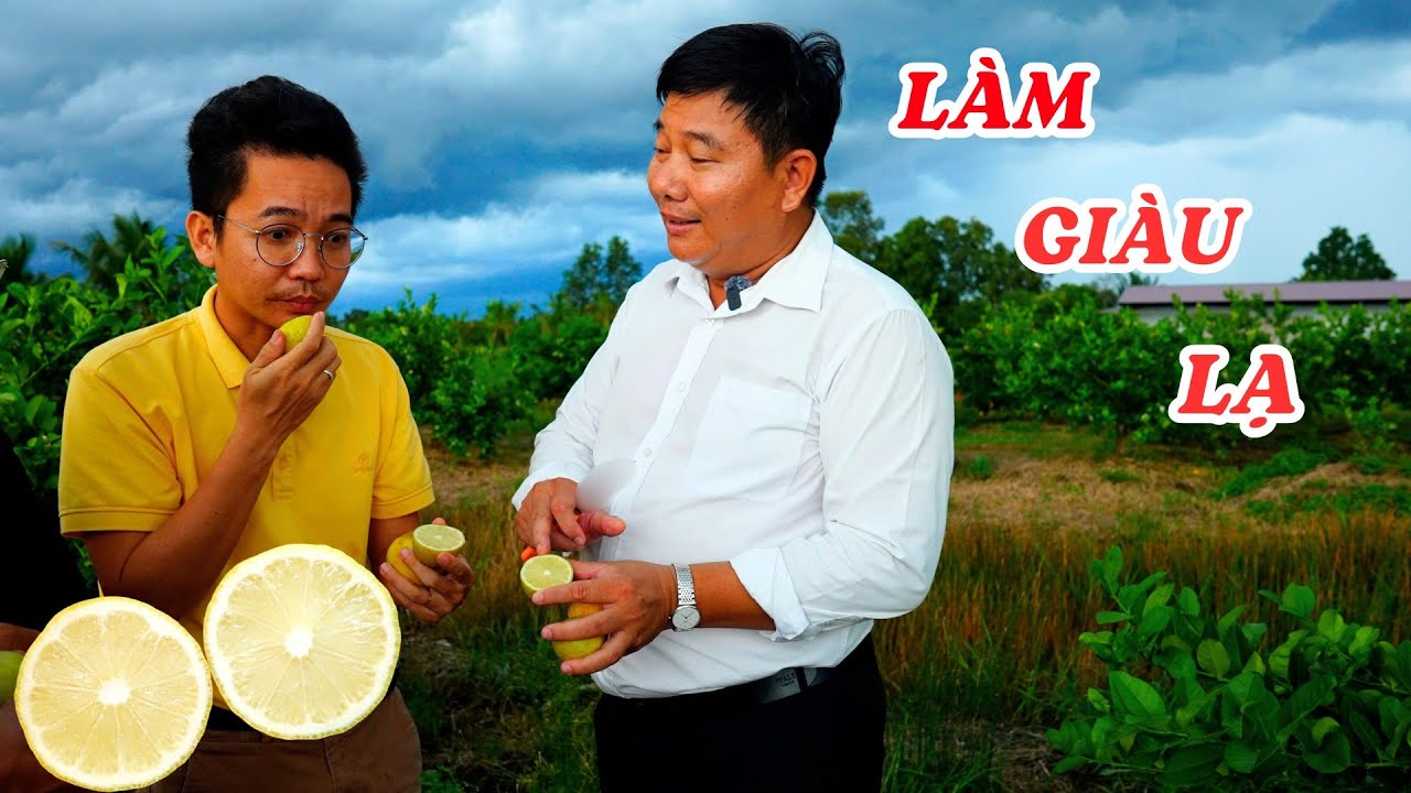 Người đàn ông biến vùng đất phèn thành trang trại chanh vàng không hạt lớn nhất Việt Nam