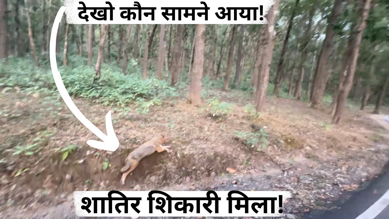 जंगल का सबसे चालाक शिकारी सामने आया –ये शिकारी रातों-रात ग़ायब कर देता है शिकार…