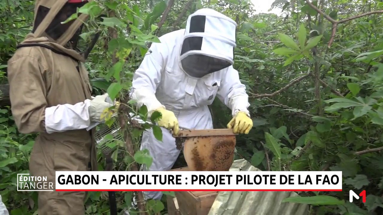 Gabon-apiculture: projet pilote de la FAO