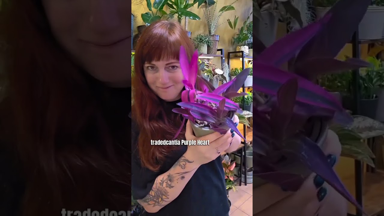 A kter&aacute; barva je top? Ve&scaron;ker&eacute;  pokojovky, na videu v&aacute;m  za&scaron;leme  kur&yacute;rem  Gls:)  www.kytkyobchod.cz