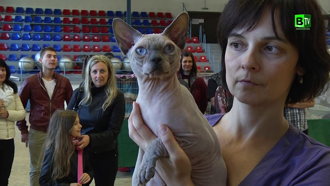 Nemzetk&ouml;zi macskaki&aacute;ll&iacute;t&aacute;s Balmaz&uacute;jv&aacute;roson