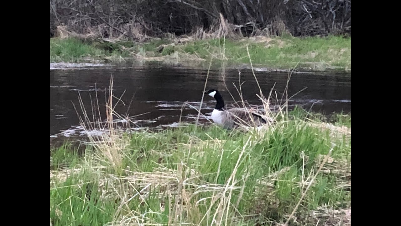 Kanadanhanhen pesän pelastaminen Liakanjoki / Tornio.