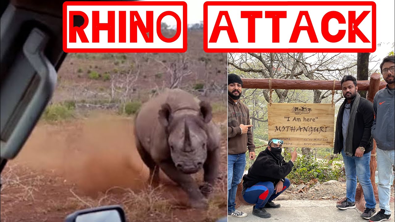 Rhino attack || Manas National Park || Way too scary || Tiger Reserve park