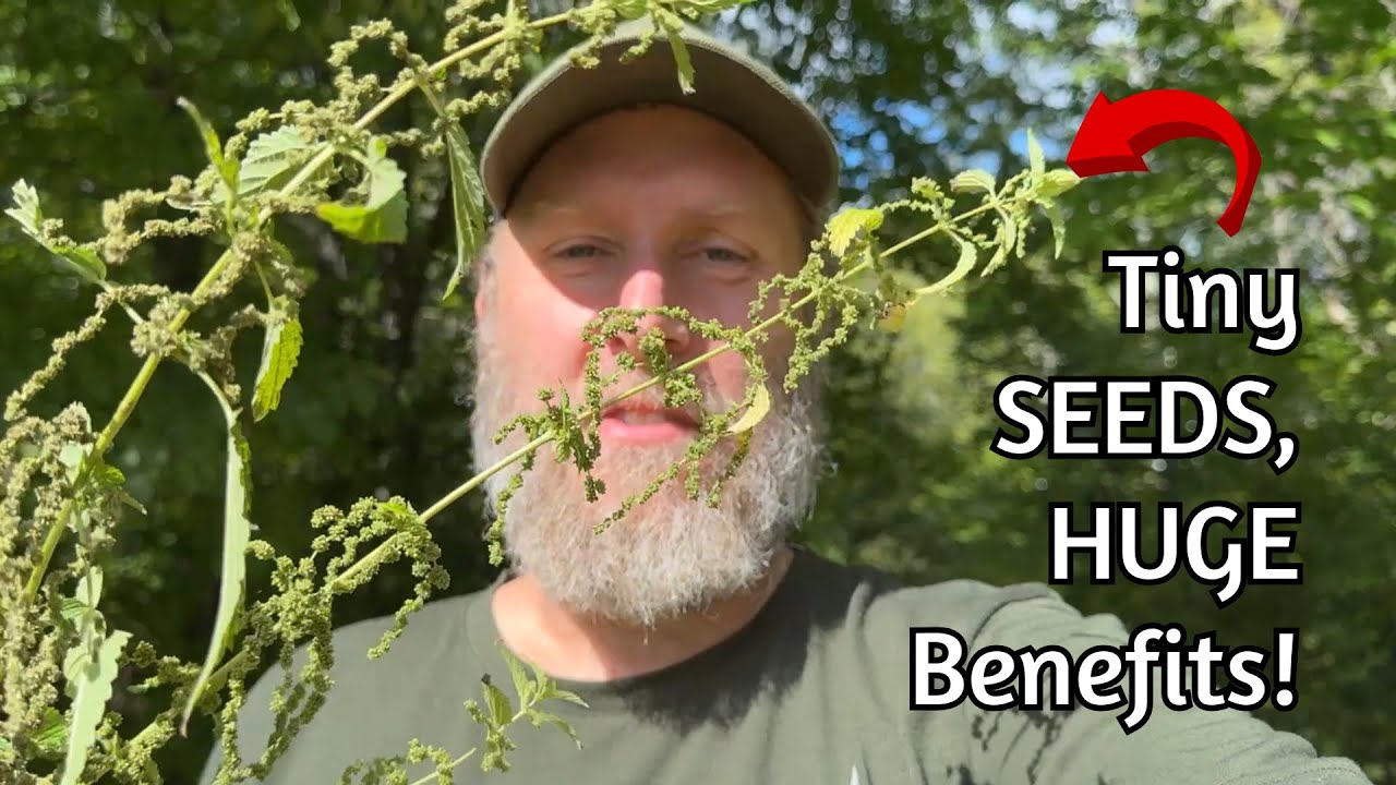 Nettle Seeds: Nature’s Powerhouse Superfood! | Wild Food Foraging