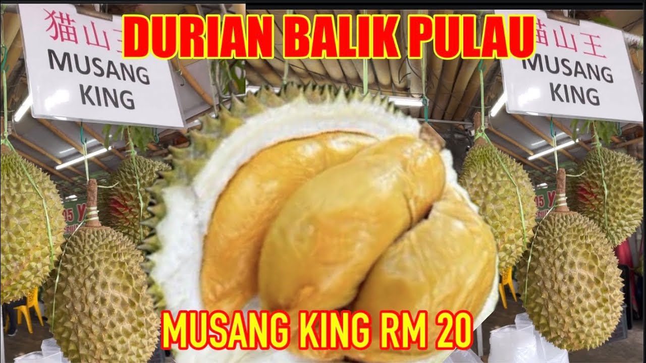 DURIAN BUAYA EMAS, MUSANG KING, PENGKALAN HULU (DURIAN BALIK PULAU PENANG)DURIAN FRUIT SEASON PENANG