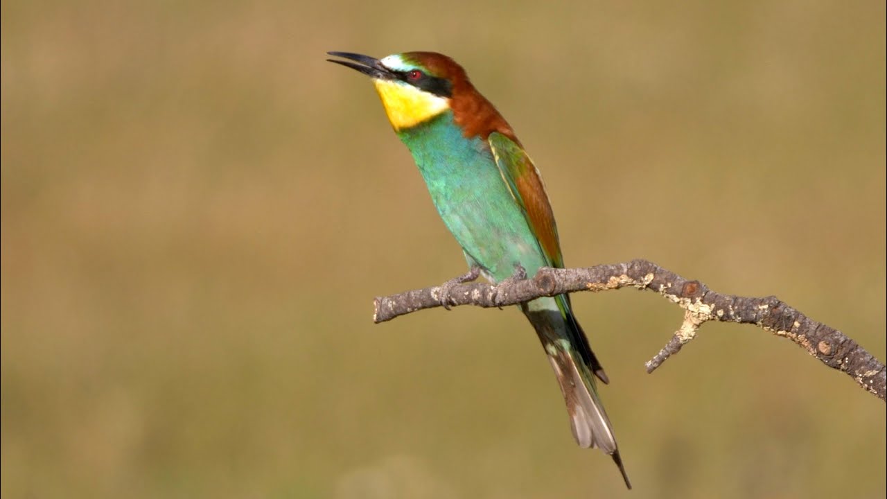 European Bee-eater Sound