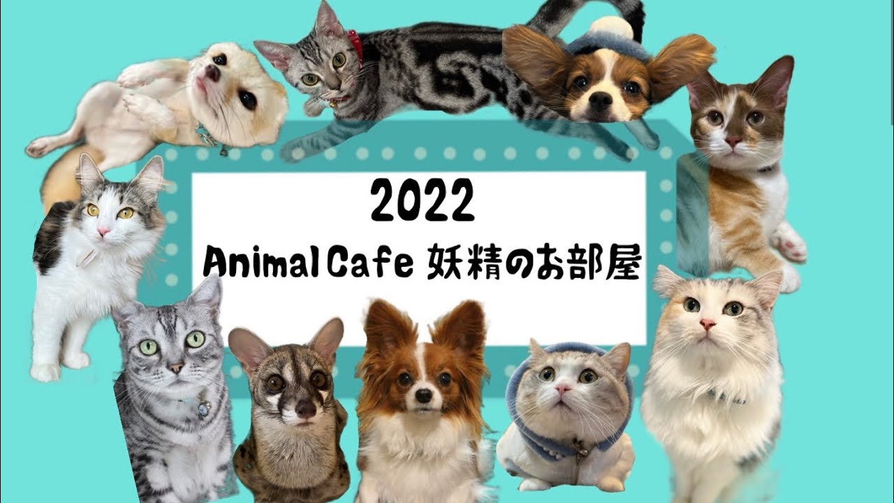 2022アニマルカフェ妖精のお部屋