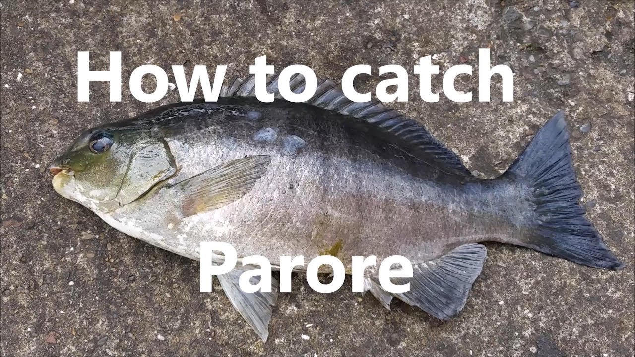 NZ Basic Fishing | Tutorial | How to catch Parore