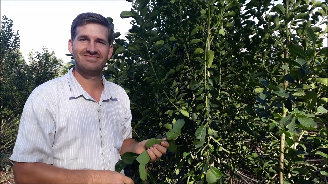 Colheita, rendimento e preço da erva mate