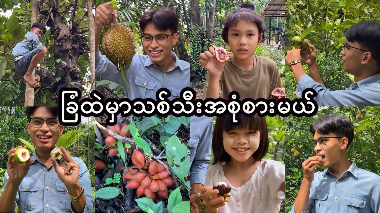 ခြံထဲသွားပြီး သစ်သီးအစုံ ခူးစားမယ် 🍒