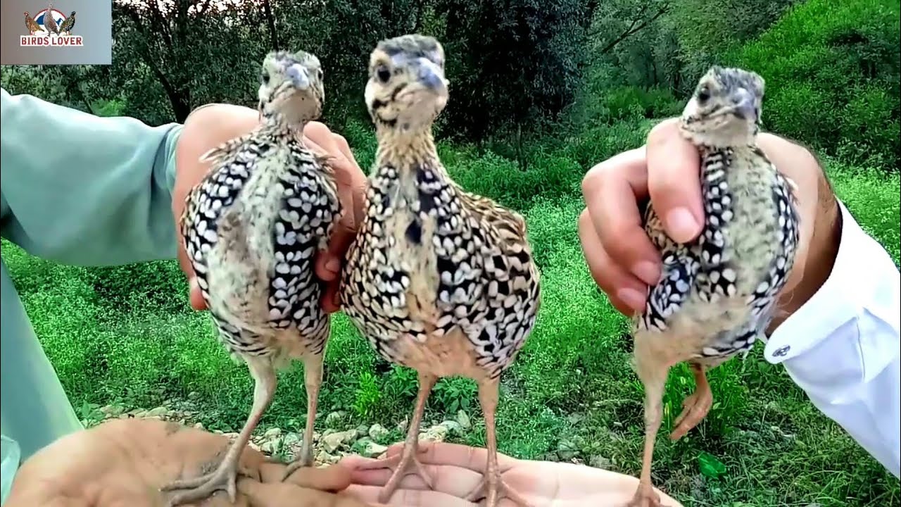 from first day to three months full video | kala teetar chicks | kala teetar