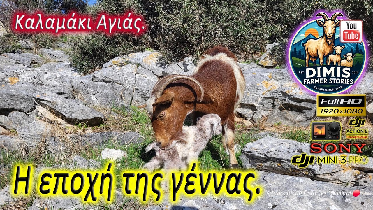 Η εποχή της γέννας. Τάκης Λάγγας.