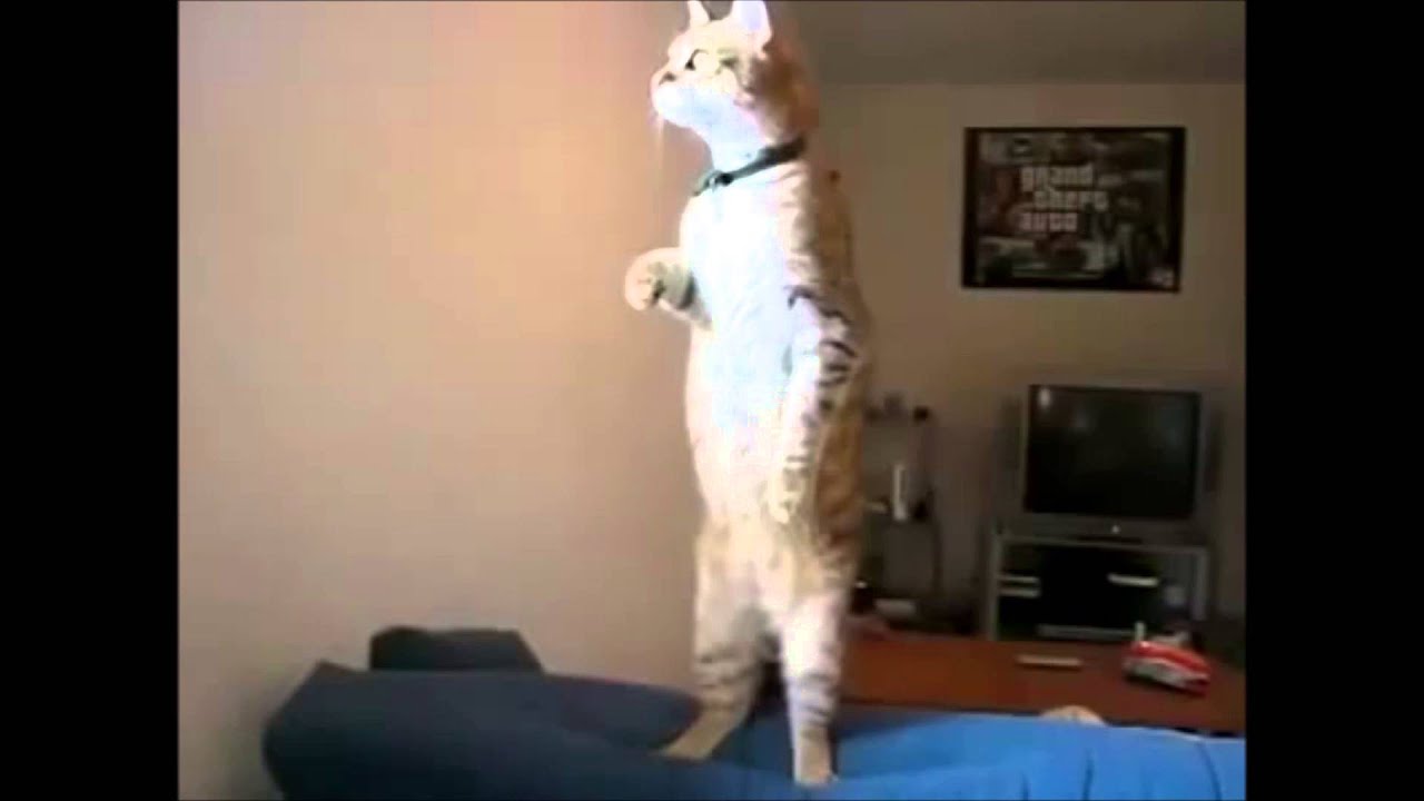 Cat Watching Neighbor's Party to Mr. Bungle's Squeeze Me Macaroni