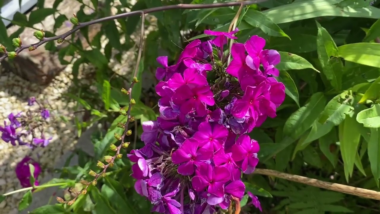 Phlox paniculata, bugás lángvirág