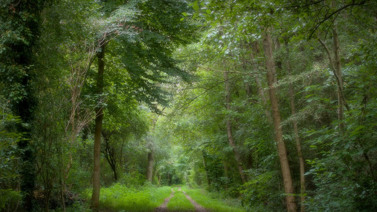 🌳 4K - Relaxing Nature Sounds For Stress Relief, Forest Sounds, Bird Song, ASMR, No AI