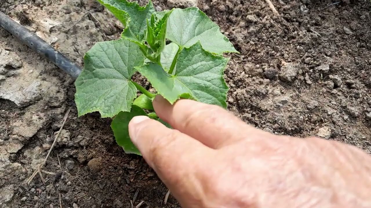 Ovako napravite najbolje organsko đubrivo za prihranu krastavaca