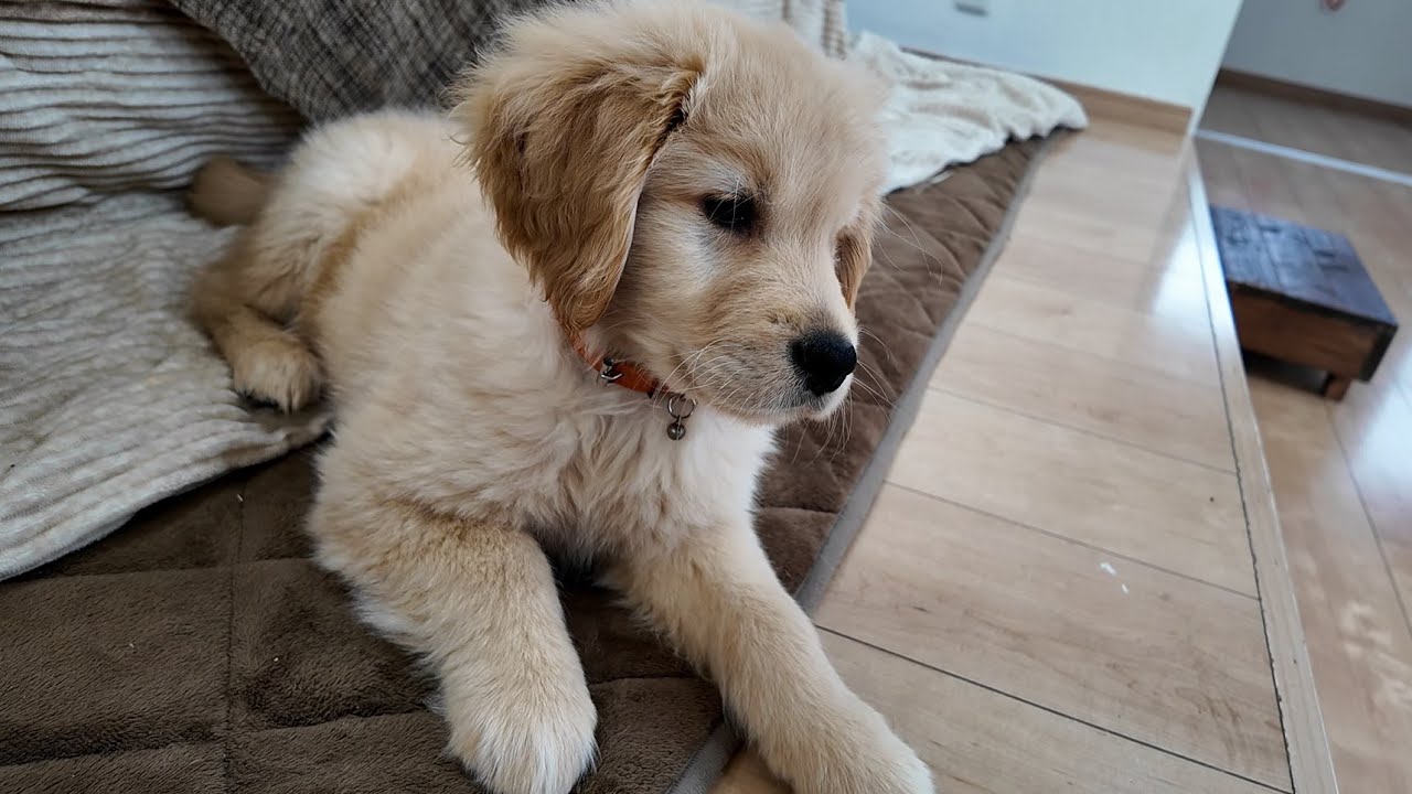 悪質な嫌がらせを受け困っています。もう番組を終わりにしようかと。【Golden Retriever japan】