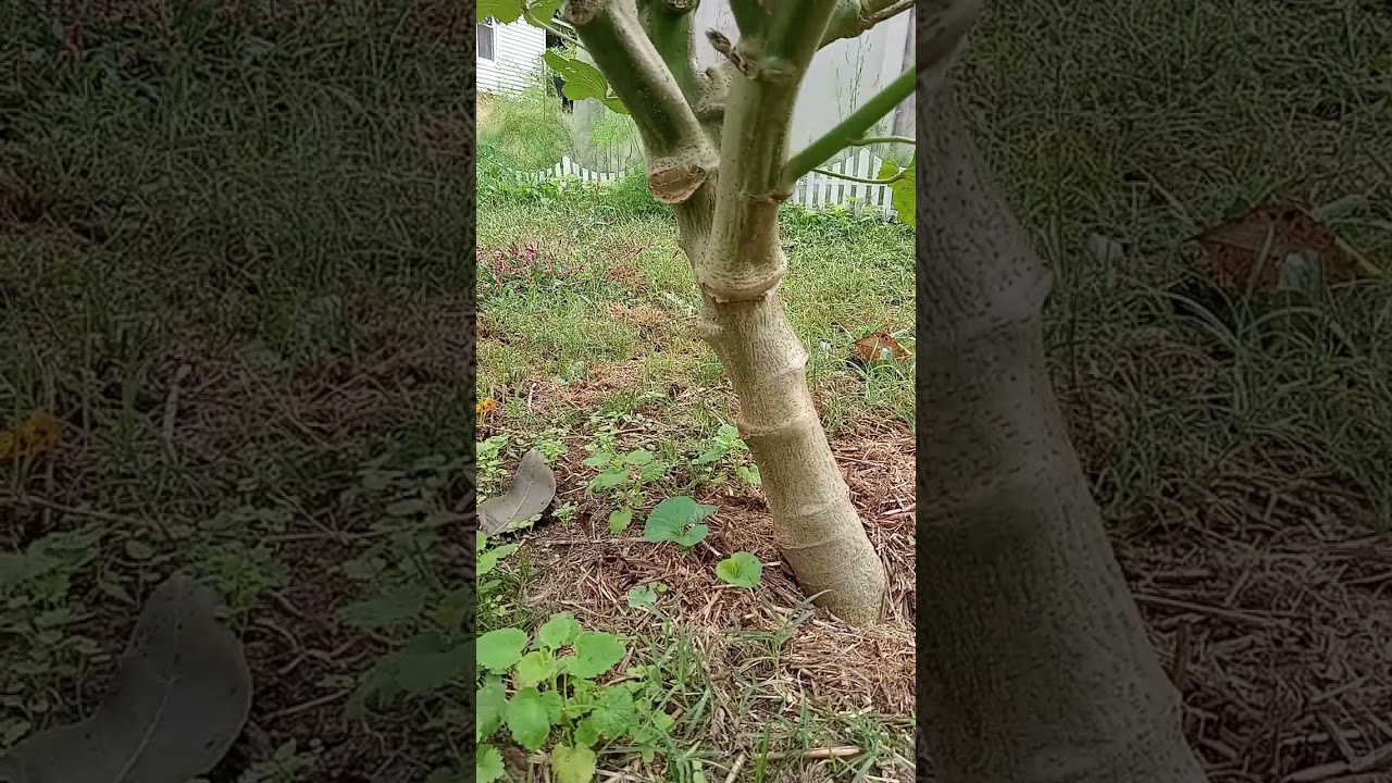 Biggest Clemson Spineless Okra Plant