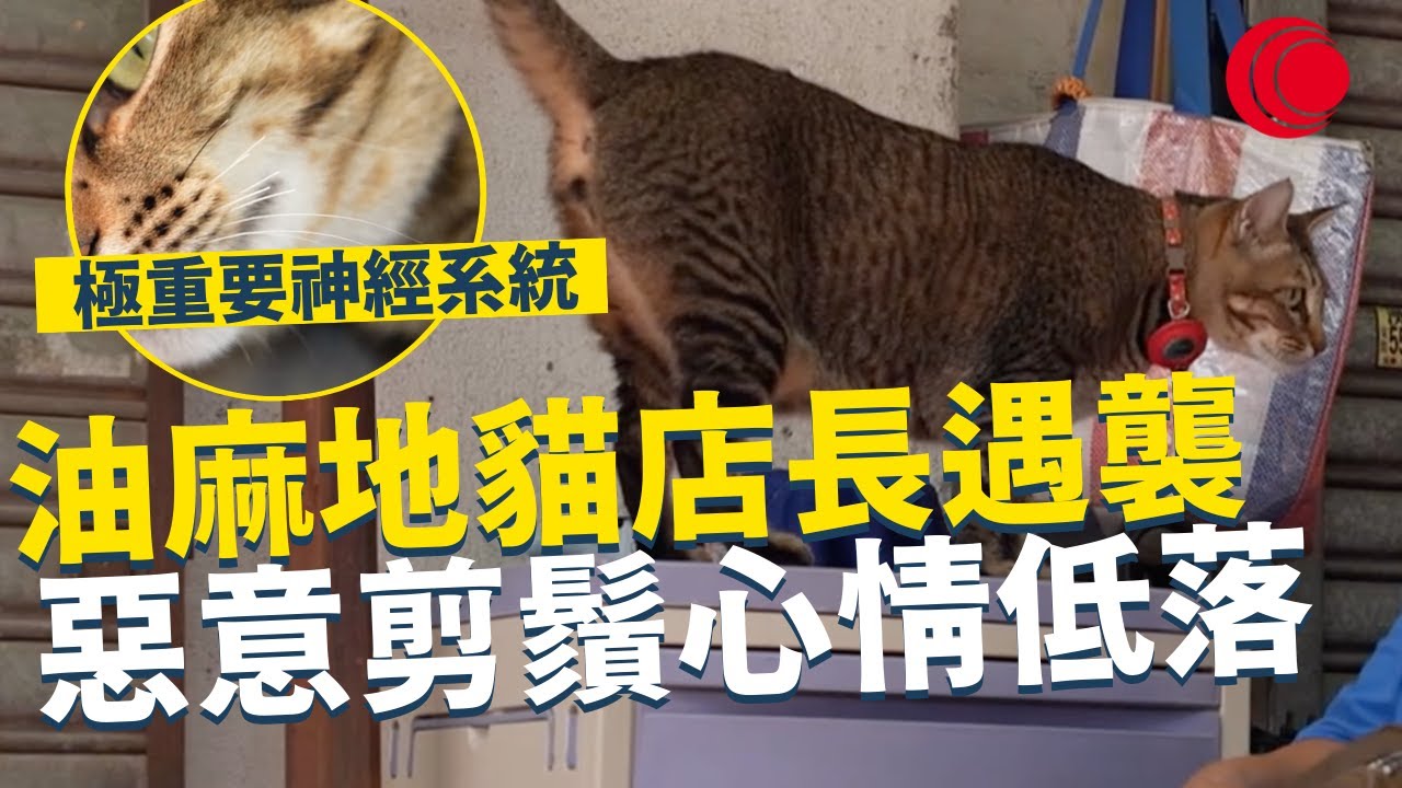 一線搜查｜油麻地貓店長遇襲 惡意剪鬚心情低落 極重要神經系統 影響貓咪日常生活平衡 店舖追兇未有成果｜824集｜有線新聞 羅頌欣｜ #一線搜查｜HOYTV 77台