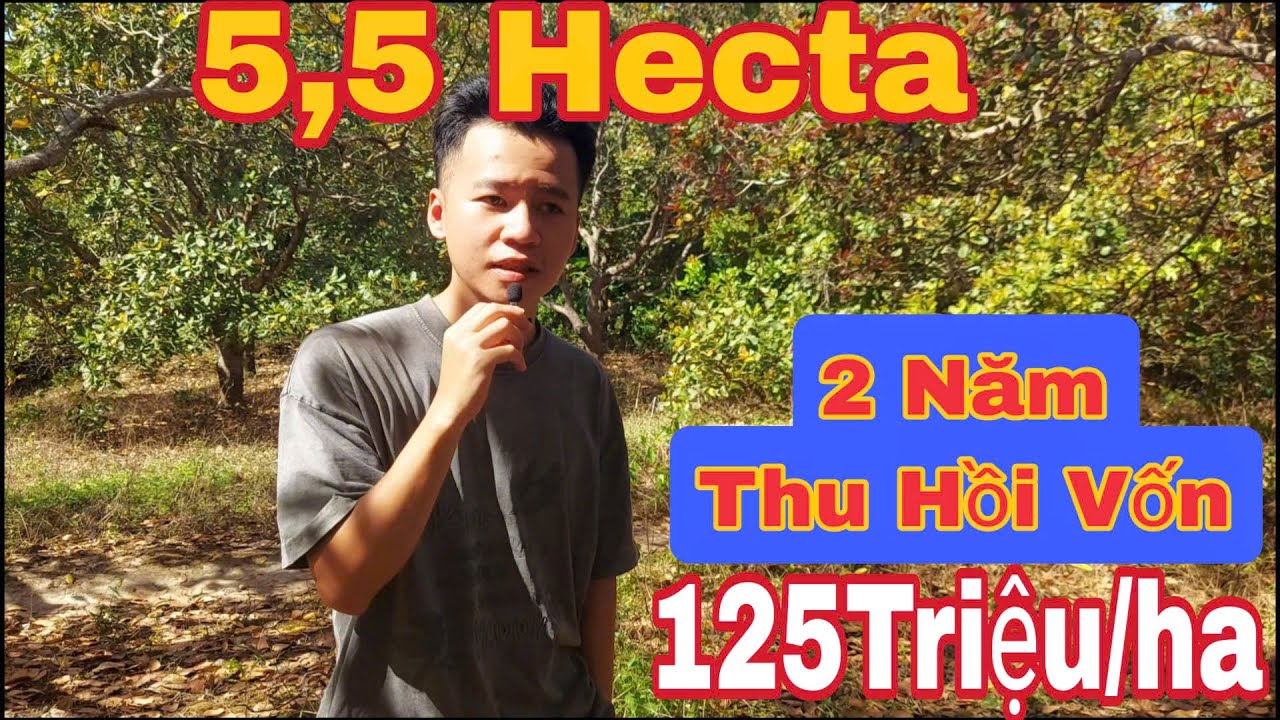 QUÁ RẺ 5,5Hecta Chỉ  125Triệu/ha Thu Hoạch cao 3 năm lấy lại vốn