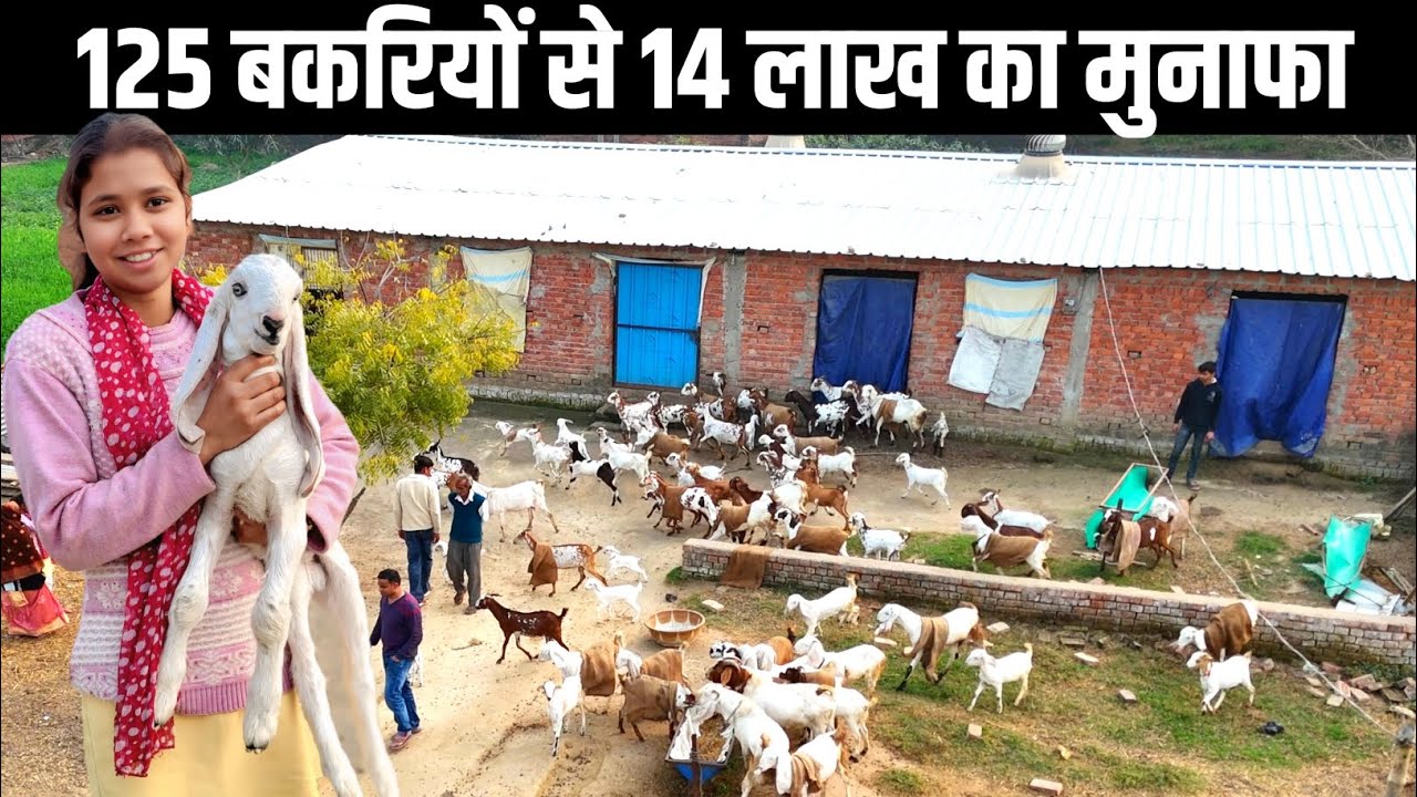 उत्तरप्रदेश के सफल बकरी पालक से मिलिए | Goat farming in india | bakri palan profit