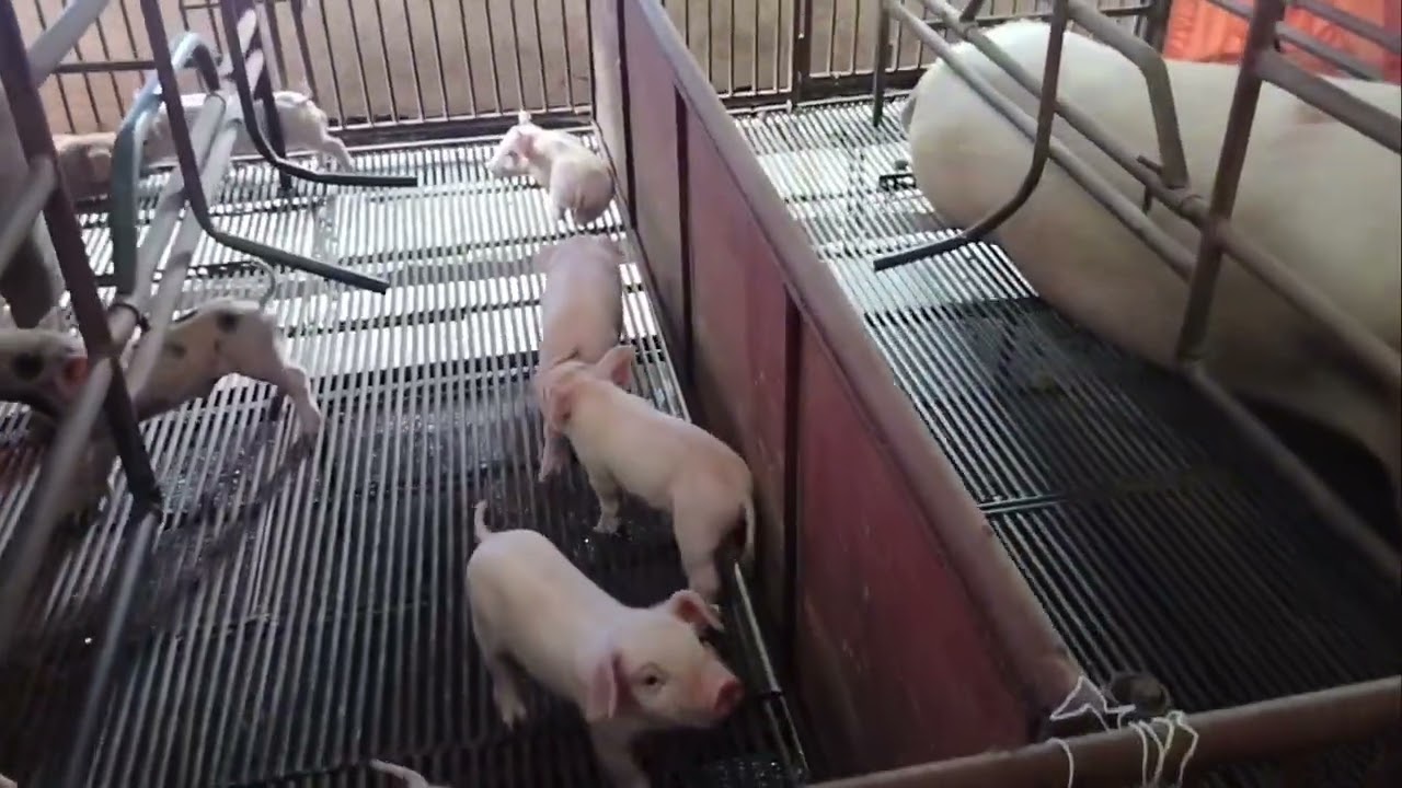 4  na Paraan na dapat mayroon sa pigerry para mag succes ka sa pag aalaga ng baboy.
