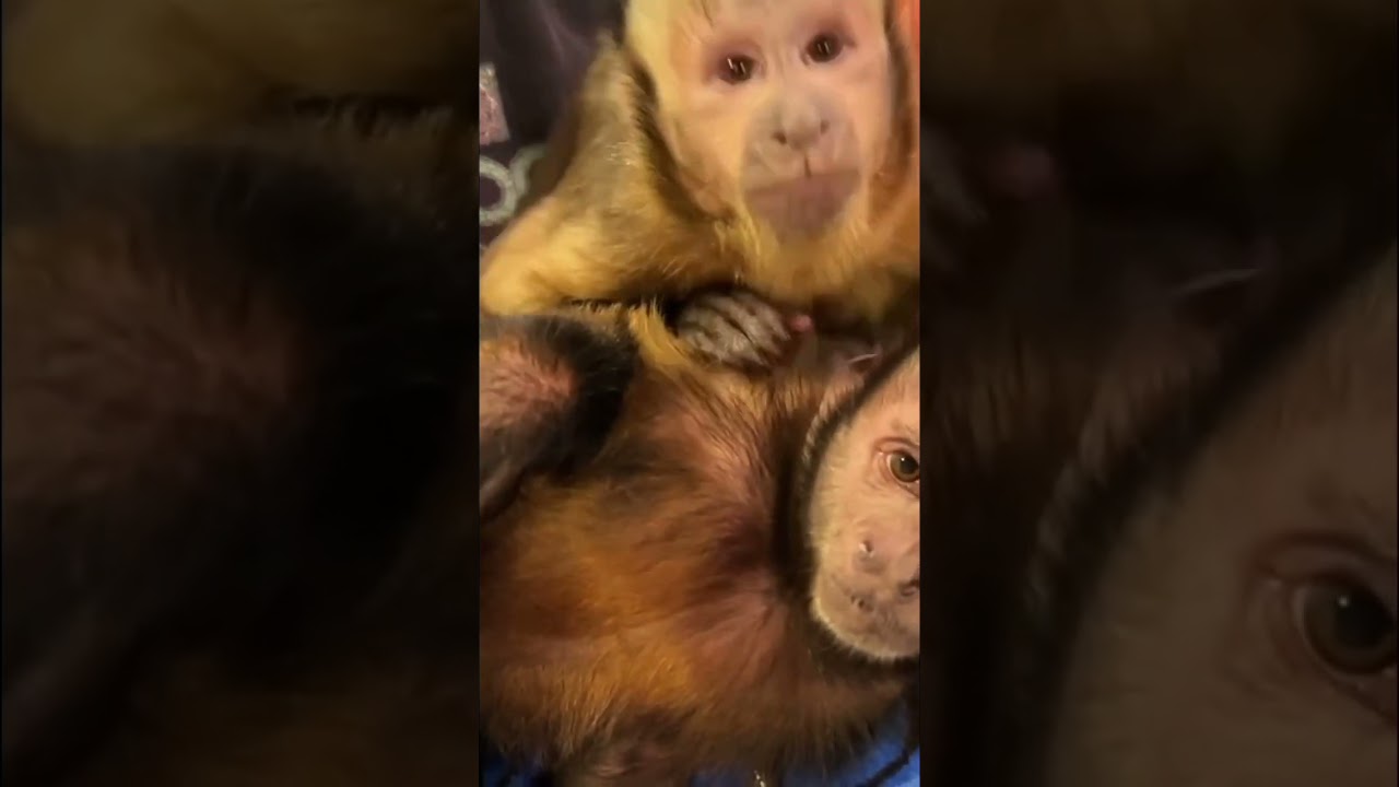 Monkey LOVES big brother #monkey #brothers #cute #love #shorts