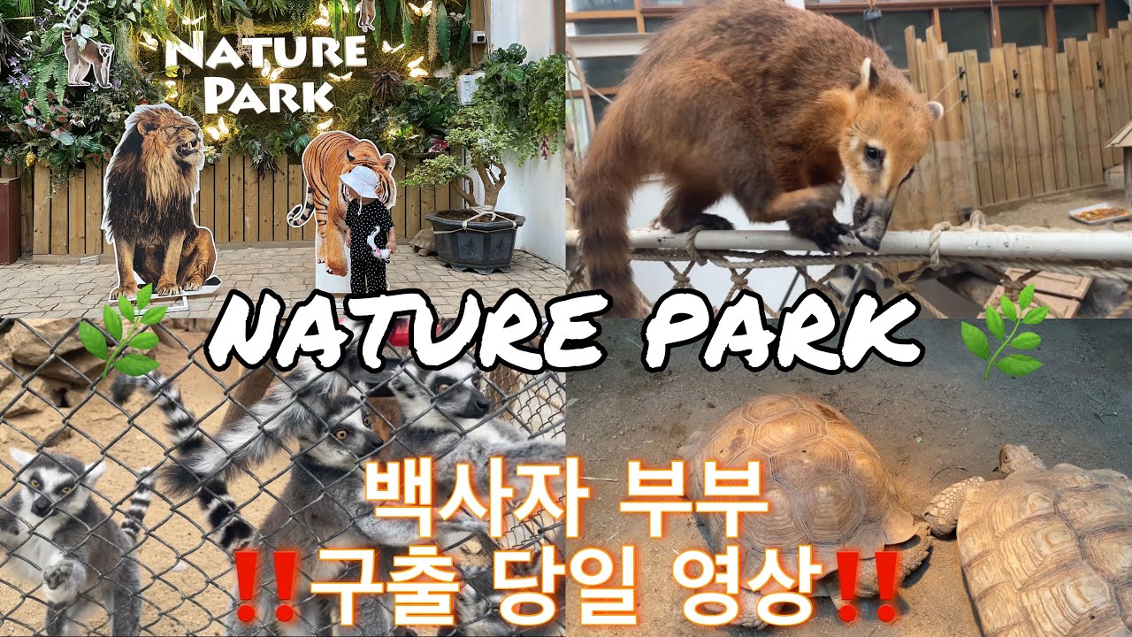 ‼️구출된 백사자부부🦁 구출 당일 영상‼️/ 대구 네이쳐파크 / 대구 동물원 / 까사드테하 카페 / 대구 카페 / 대형카페