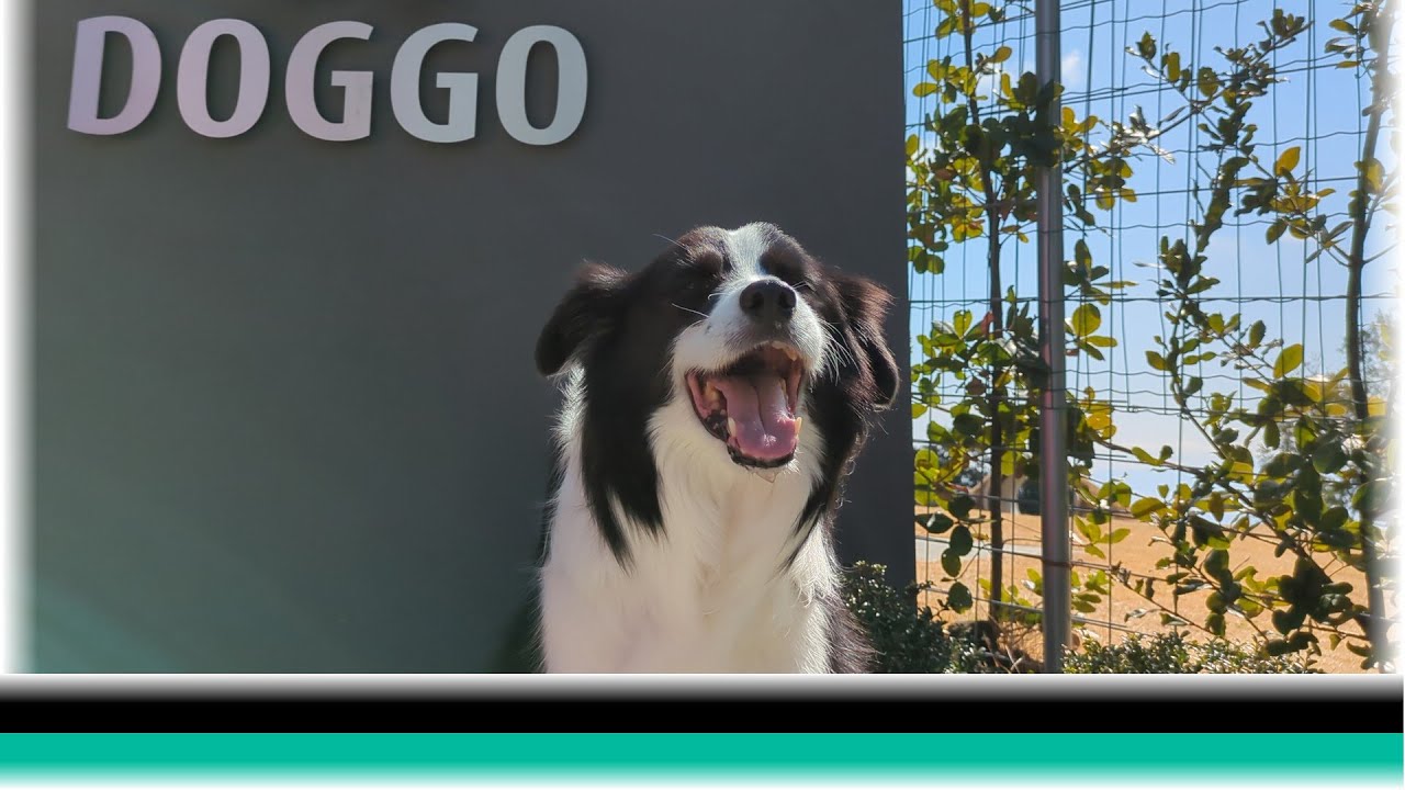 Doggo伊豆でくつろぐ時間［早春の犬連れ伊豆旅行(1)］【保護犬ボーダーコリー4年目】