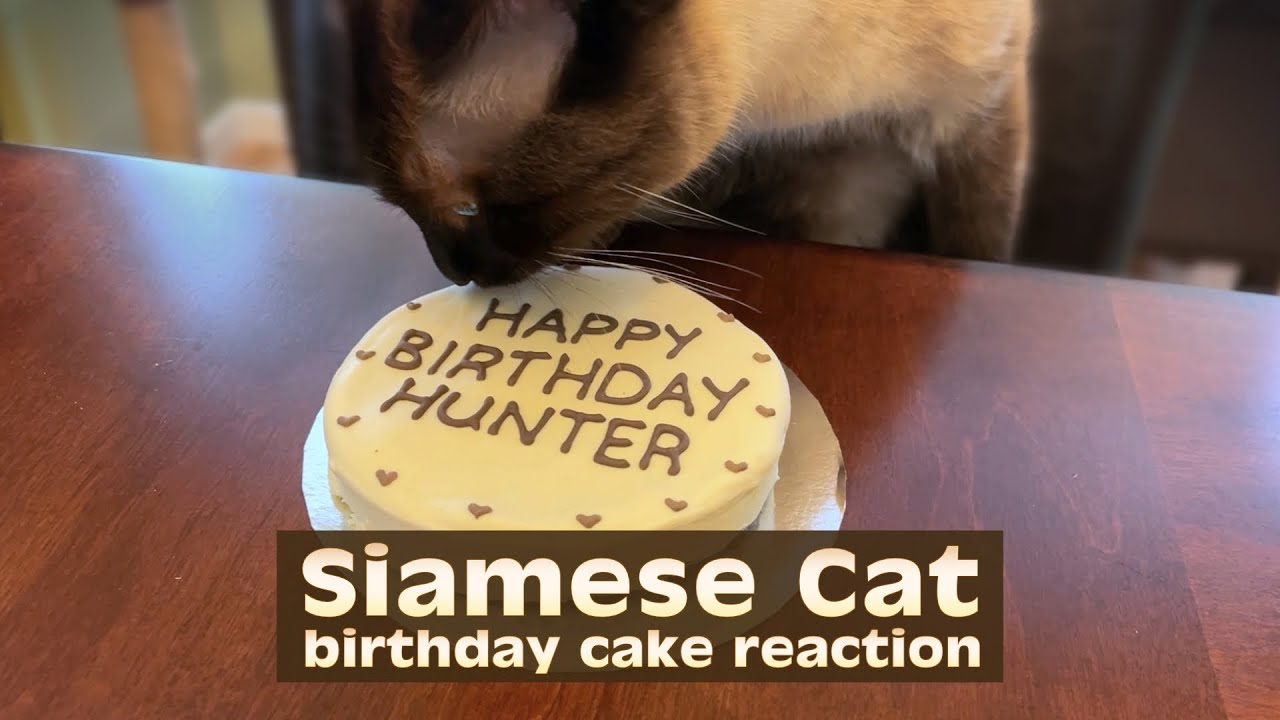Siamese Cat birthday cake reaction