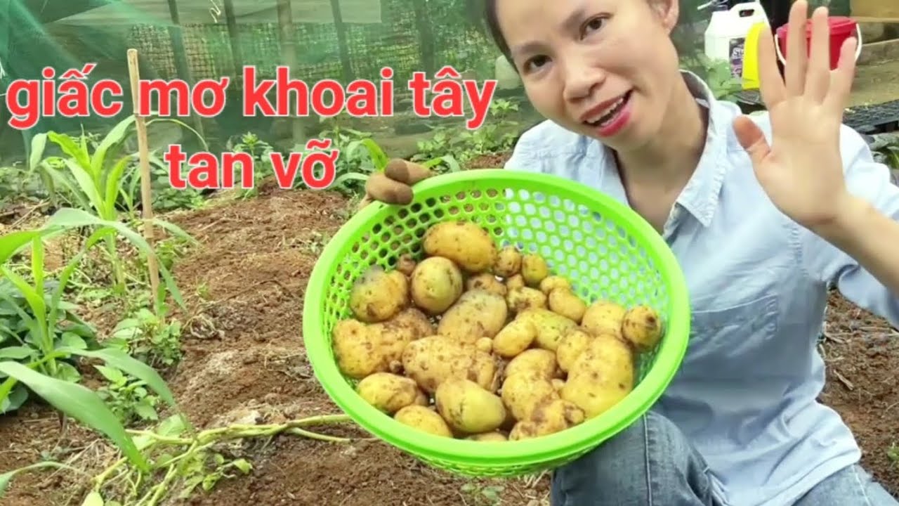 MỘT MÙA KHOAI TÂY VÀ VÔ VÀN NƯỚC MẮT.