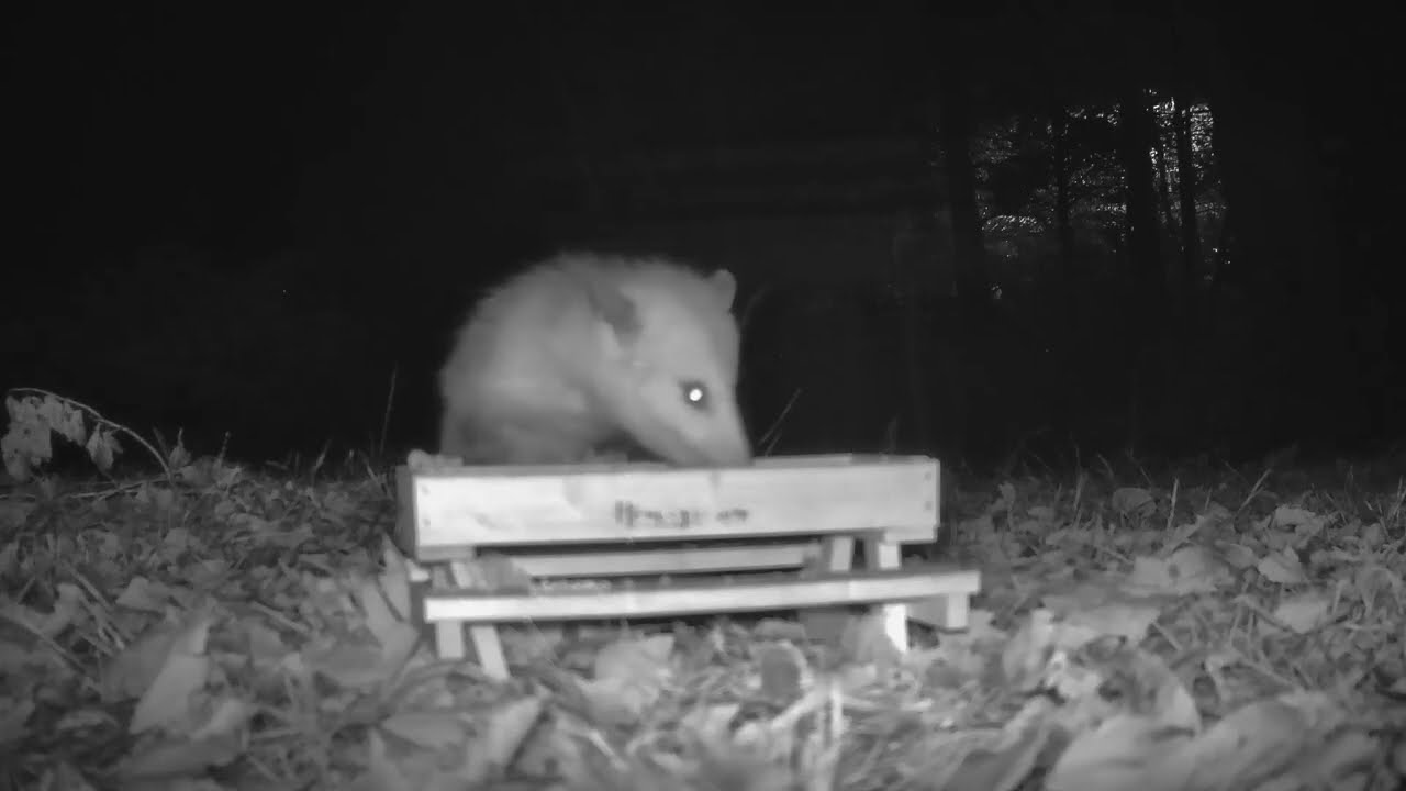 Opossum chowing down at the table. I may have put some nuts in there. Making sure he got everything.