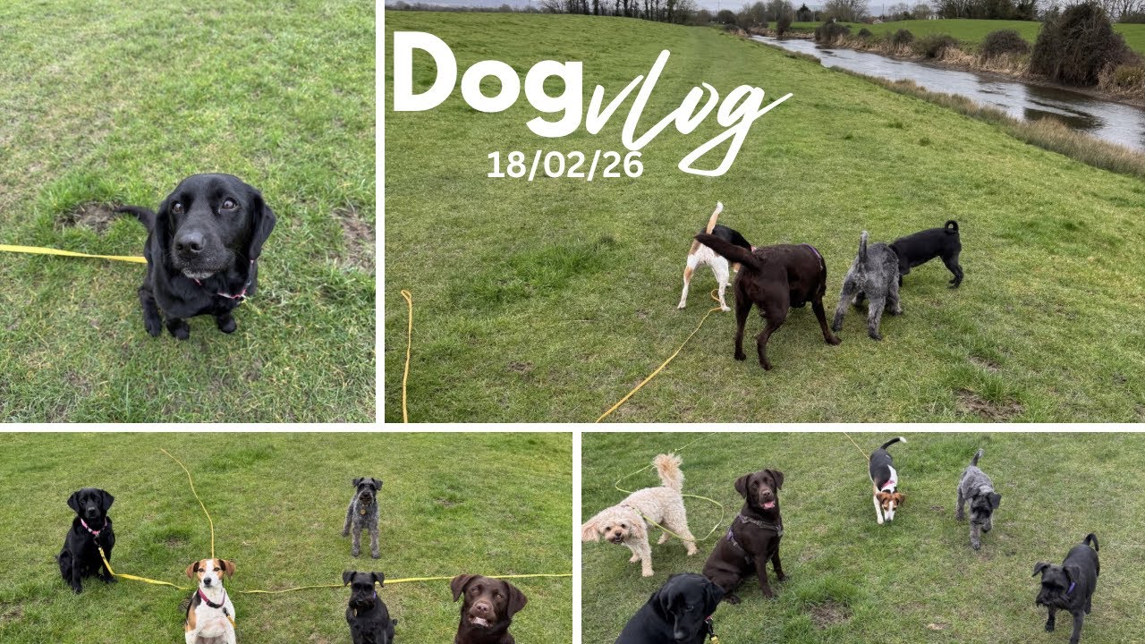 The police turned up on my walk…… A day in the life of a dog walker 🐾