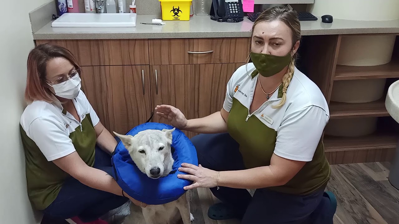 The Cones of Shame