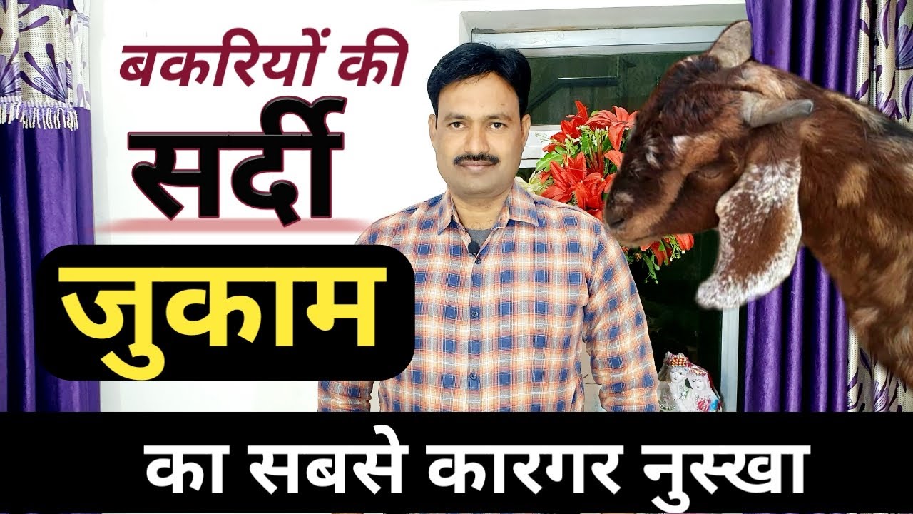 bakri me sardi ka ilaj बकरी की सर्दी जुकाम का ईलाज 100% #bakrikisardi